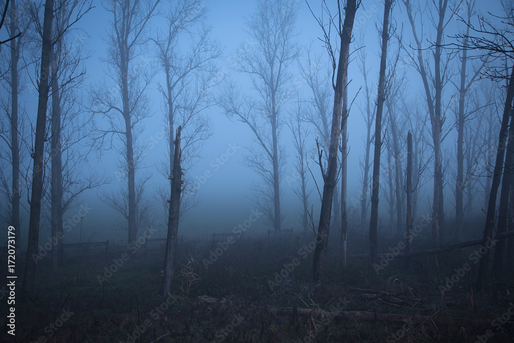 Gloomy mood in the forest