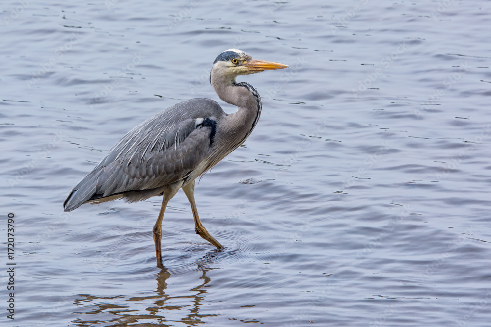 A grey heron standing in water looking alert facing right and trying to see a fish A grey heron standing in water looking alert facing right and trying to see a fish