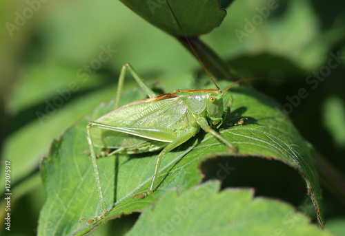 green grasshopper in the garden © Sergey