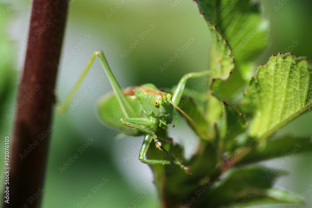 green grasshopper in the garden