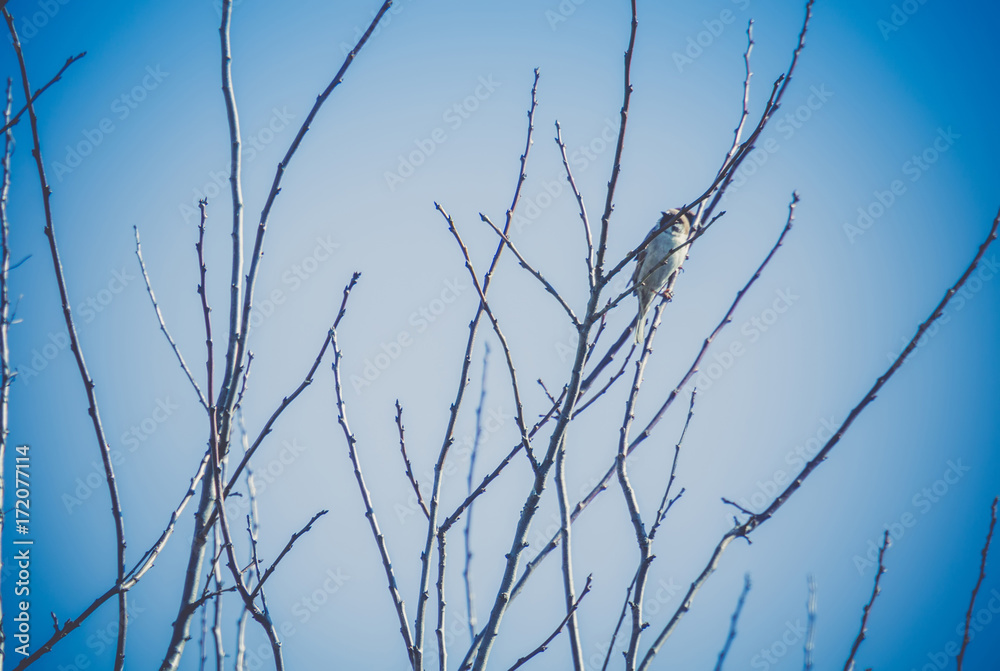 Obraz premium Sparrows on the Tree Retro