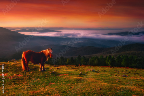 pottoka horse in Urkiola mountains photo