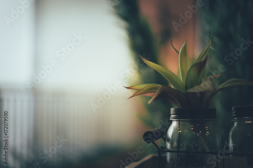 Small plants in glass bottle decorate in room with sunlight from the window. Concept ecology and nature in the city.