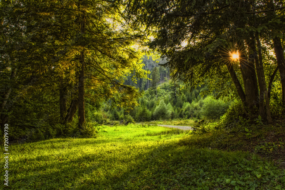 Sunlit forest of firs and old trees Sunlit forest of firs and old trees