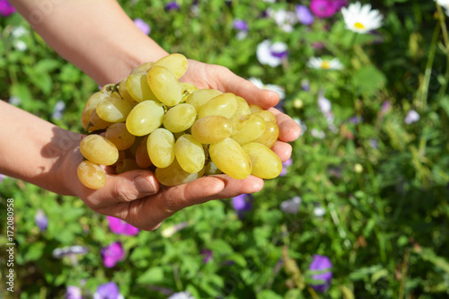 Farmer hands holding grapes with copy space.