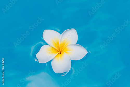 Frangipani white and yellow swim in blue water © steph photographies