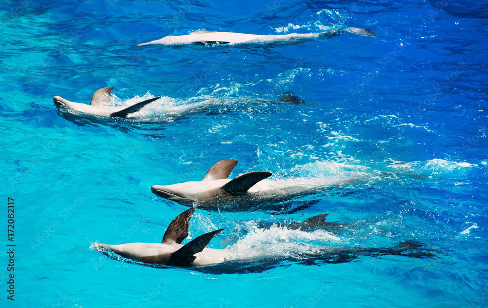 Fototapeta premium Five dolphins beautifully floating on their backs.