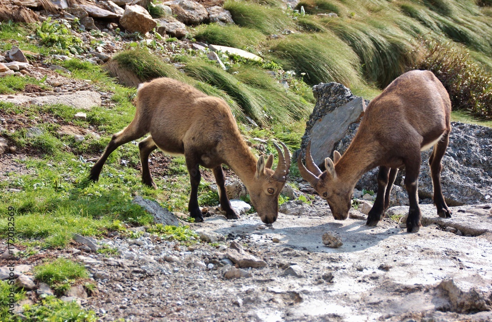 Steinbocks ready to fight, Alps Orobie, Bergamo, Italy Steinbocks ready to fight, Alps Orobie, Bergamo, Italy