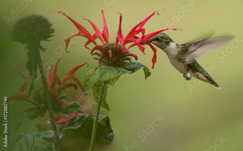 Bee balm and Hummingbird