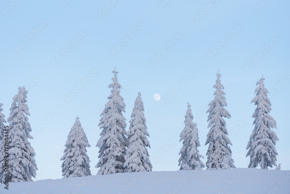 Fir trees in the snow