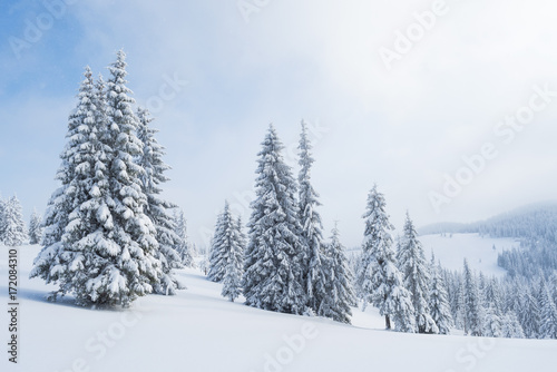 Spruce forest in the snow