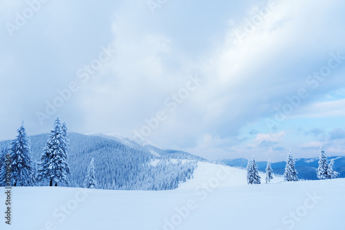 Christmas landscape with spruce in the mountains