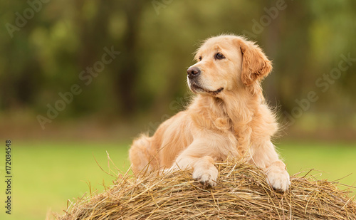 Fototapeta Naklejka Na Ścianę i Meble -  Beauty Golden Retriever dog on the hay bale