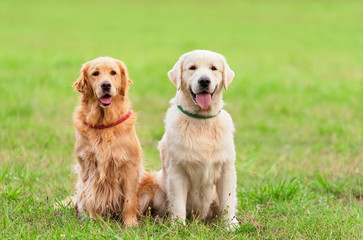 Closeup photo two Golden Retriever dog