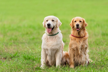 Closeup photo two Golden Retriever dog