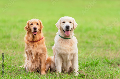 Closeup photo two Golden Retriever dog