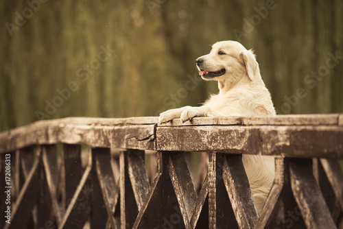 Fototapeta Naklejka Na Ścianę i Meble -  Golden retriever dog in the bridge