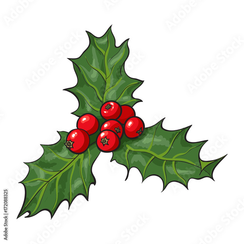Mistletoe branch with leaves and berries, holly berry Christmas decoration element, sketch vector illustration on white background. Mistletoe branch with leaves and berries, Xmas decoration © sabelskaya