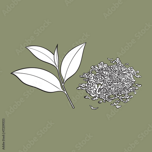 Hand drawn pile, heap, handful of dry tea and fresh young leaf, sketch vector illustration isolated on white background. Realistic hand drawing of dry tea and fresh leaf