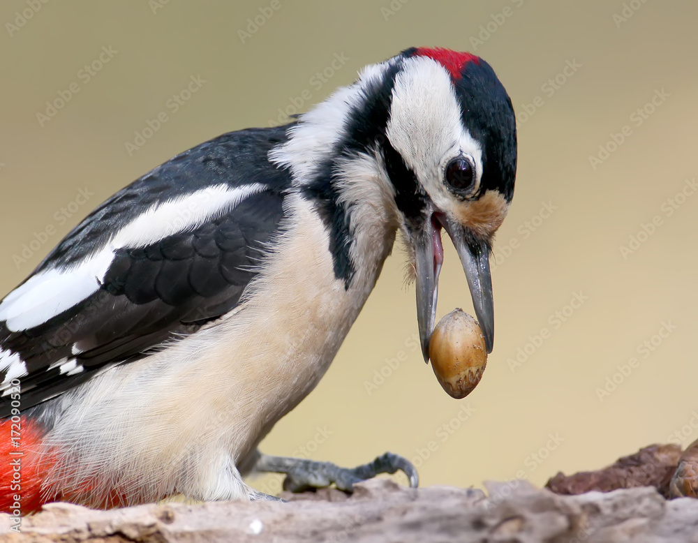Fototapeta premium Close up fragment of great spotted woodpecker with gazelnut in beak.