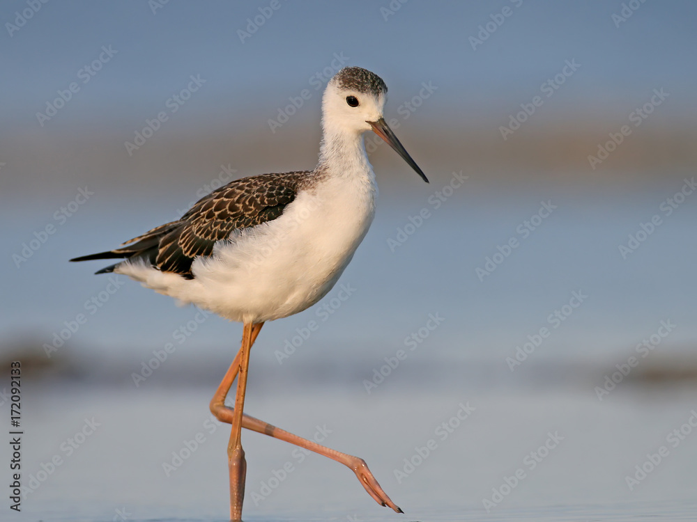 Young black winged stilt walking on the water.Nice blurred background