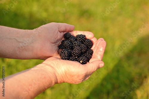 The hands hold the berry of the blackberry