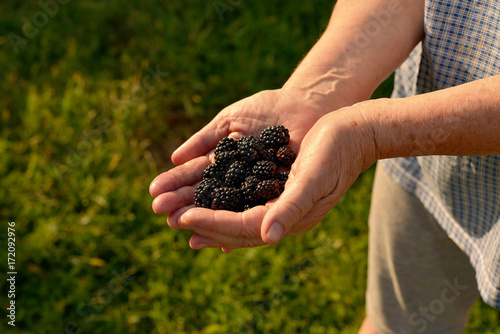 The hands hold the berry of the blackberry