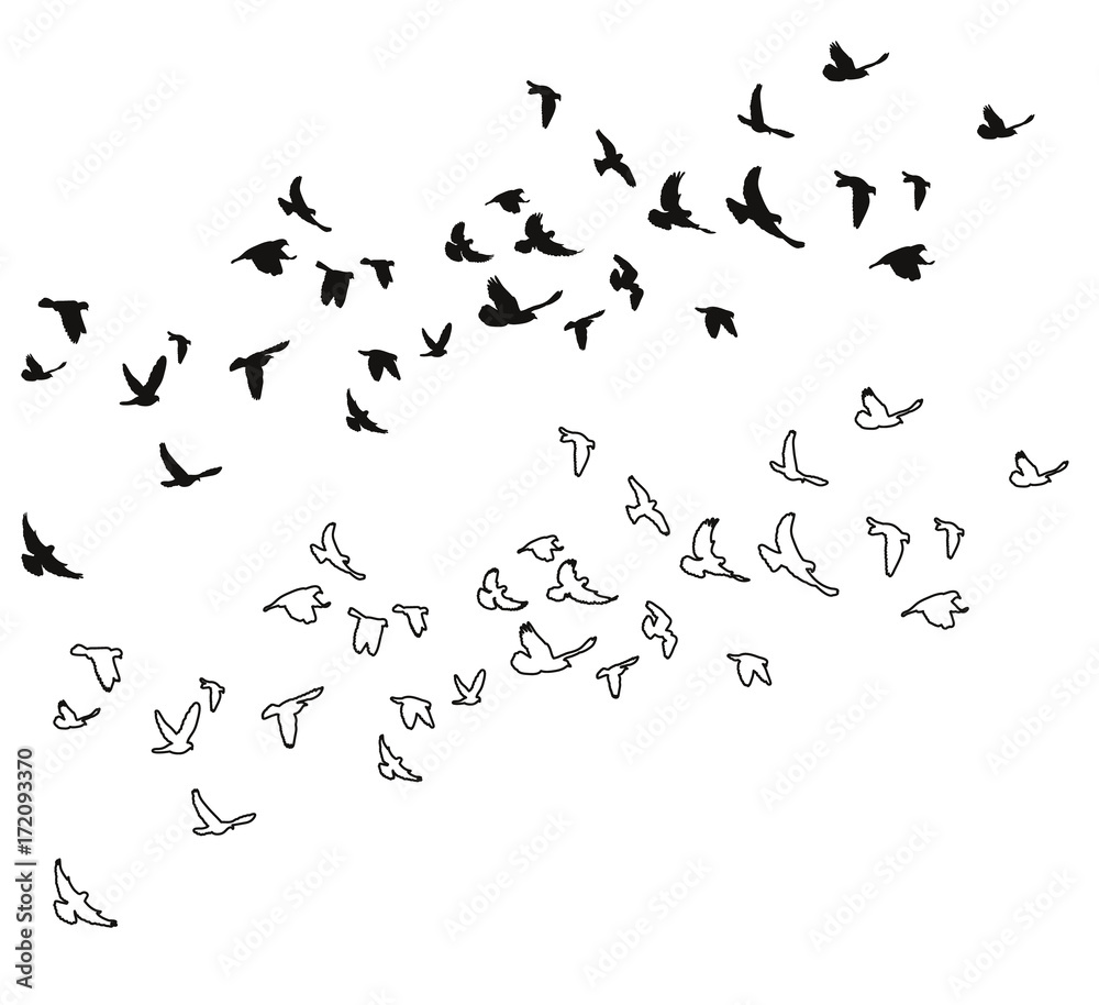 sketch of pigeons flying