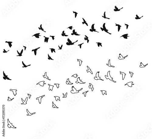 sketch of pigeons flying