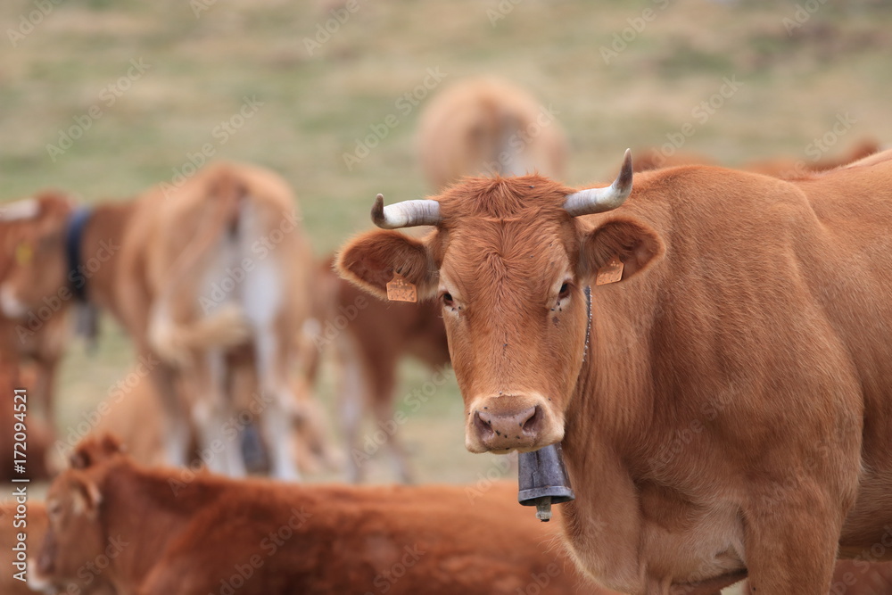 red Cow in a Pyrenean pasture, Occitanie in south of France red Cow in a Pyrenean pasture, Occitanie in south of France