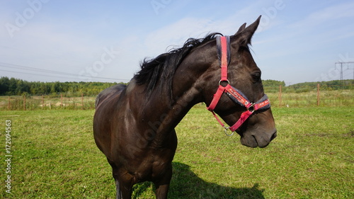 Horse on a farm photo