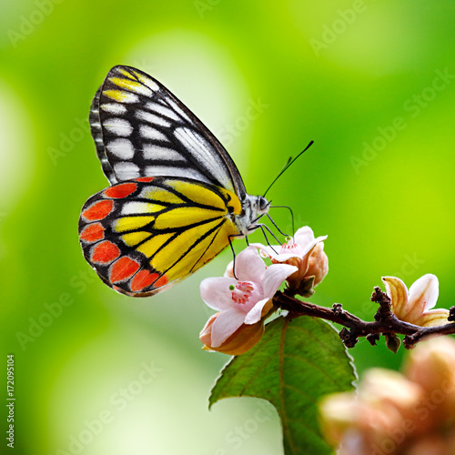 Common Jezebel butterfly or Delias eucharis on pink flowers on green background photo