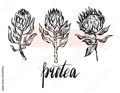 Foto Watercolor vector isolated drawing exotic flower Protea Australia