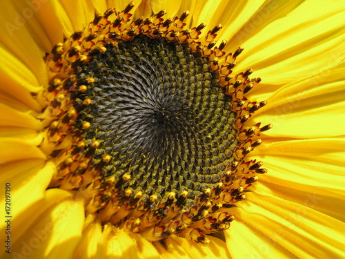 The Sunflower - Steyr - Austria