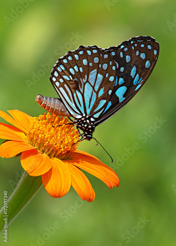 Blue tiger butterfly or an orange flower © Dmitrii