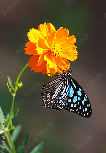 Blue tiger butterfly or Tirumala limniace on an orange Cosmos flower