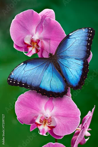 Fototapeta na wymiar Niebieski motyl Morpho lub różowy kwiat orchidei