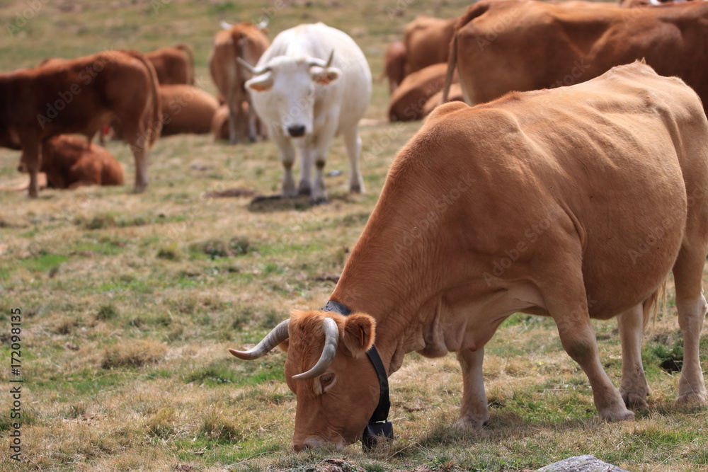 red Cow grazing in a Pyrenean pasture, Occitanie in south of France
red Cow grazing in a Pyrenean pasture, Occitanie in south of France