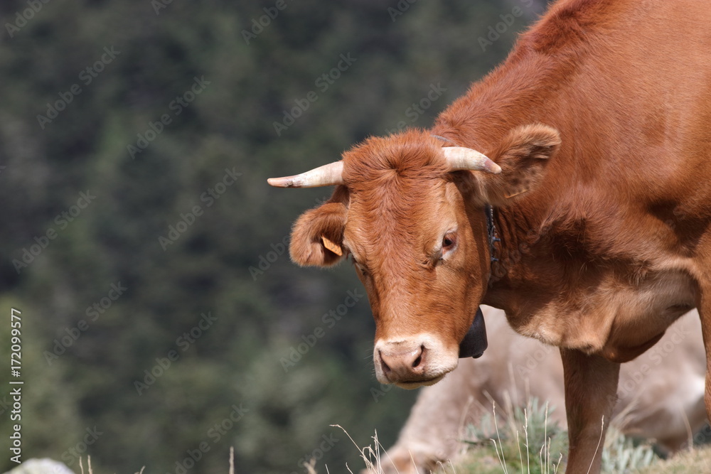 red Cow in a Pyrenean pasture, Occitanie in south of France