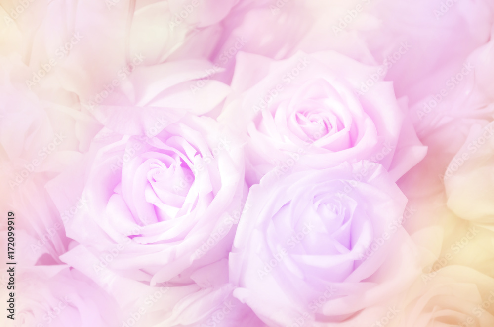 Roses in soft pastel tone. Roses in soft pastel tone.