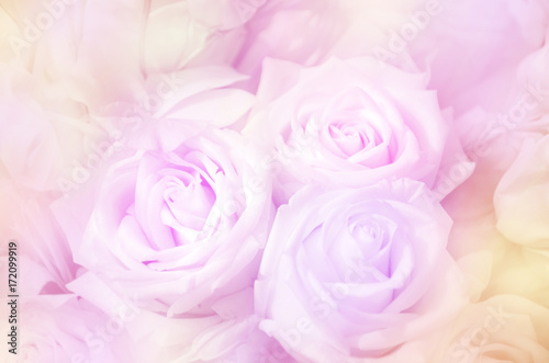 Roses in soft pastel tone.