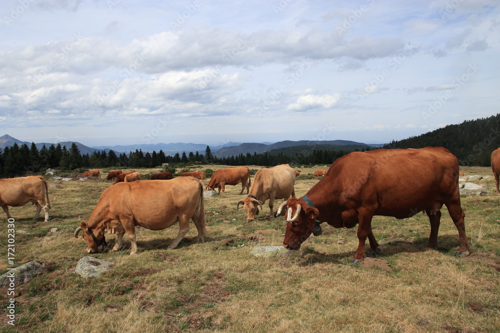 Herd of red Cow in a Pyrenean pasture, Occitanie in south of France
