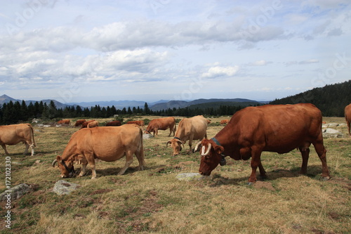 Herd of red Cow in a Pyrenean pasture, Occitanie in south of France 