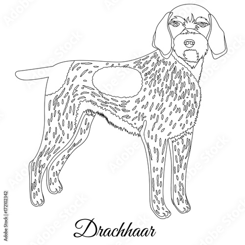 Drachhaar dog outline