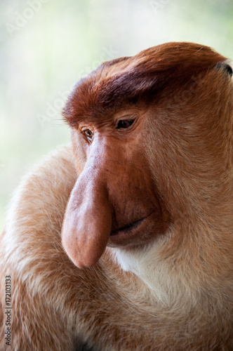 Proboscis Monkey photo