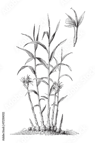 Ginger (Zingiber officinale) - vintage illustration