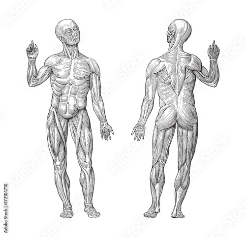 Human muscle anatomy - vintage illustrations