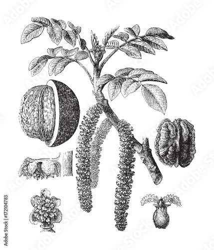 Common walnut (Juglans regia) - vintage illustration