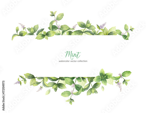 Watercolor vector banner of mint branches isolated on white background.