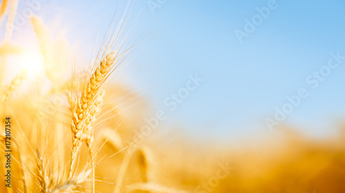 Fotografia Image of ripe wheat spikes